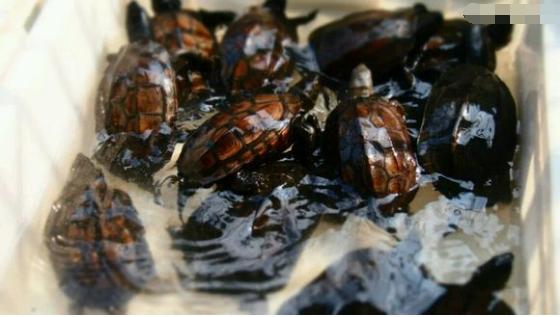 中华草龟与台湾草龟,中华草龟跟草龟有什么区别图