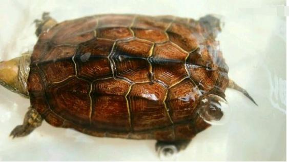 中华草龟与台湾草龟,中华草龟跟草龟有什么区别图