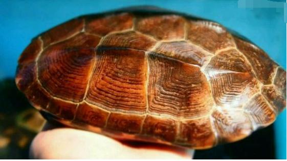 中华草龟与台湾草龟,中华草龟跟草龟有什么区别图