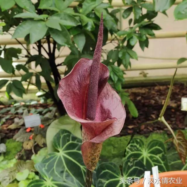 「富硒集市」到底是魔芋、磨芋、还是蘑芋？