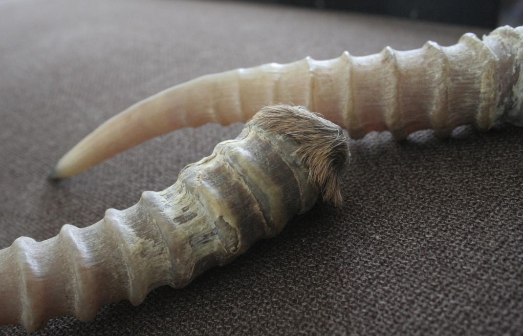 羚羊角清肝明目平肝熄风,平肝羚羊角