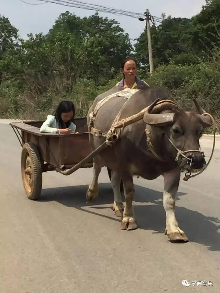 花开花落手机摄影,开到荼蘼花事了在线阅读