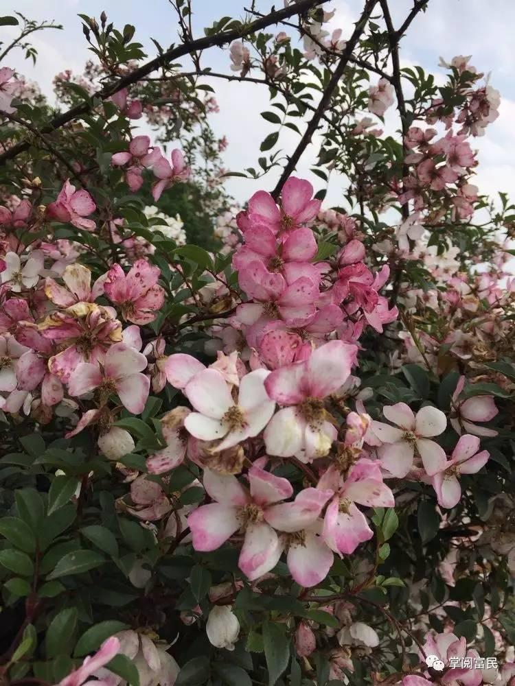 花开花落手机摄影,开到荼蘼花事了在线阅读