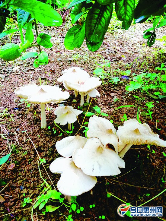 荔枝菌市场扩大条件,荔枝菌价格多少钱一斤