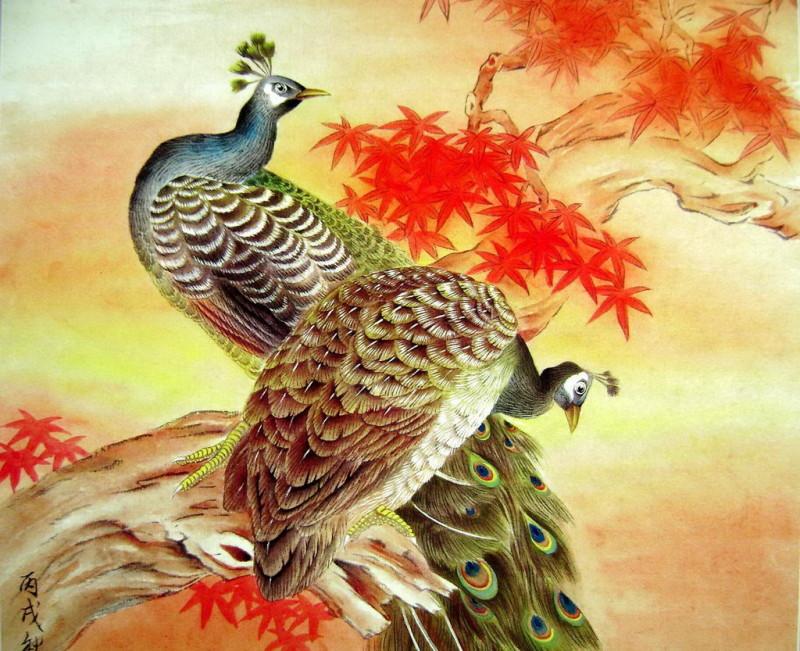 孔雀开屏的图片国画孔雀的画法,国画孔雀的画法图片