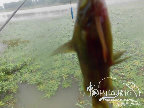 闷热缺氧鱼上浮不开口怎么钓,闷热鱼难钓为什么午时鱼难钓