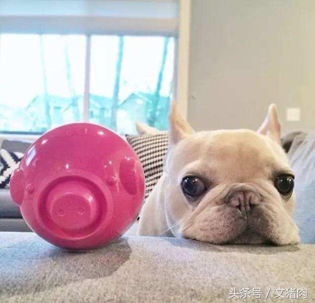 怎么可以看出狗是什么星座的,狗狗的性格代表什么星座