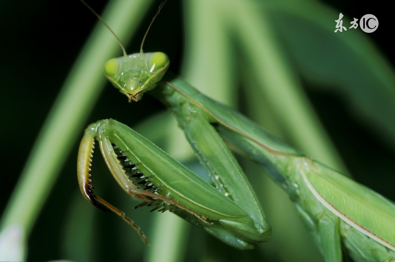 虫子的寿命,农村最常见的十大虫子都叫啥名