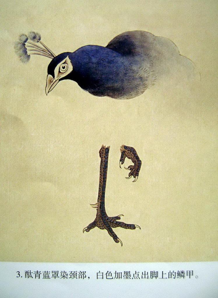 孔雀开屏的图片国画孔雀的画法,国画孔雀的画法图片