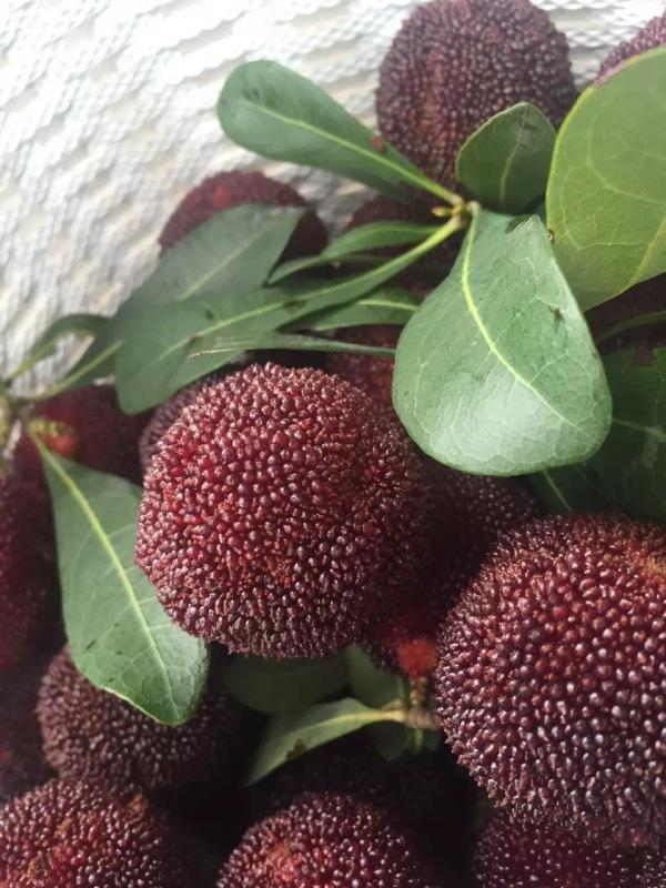 找回食材本来的味道,吃杨梅如何去虫子