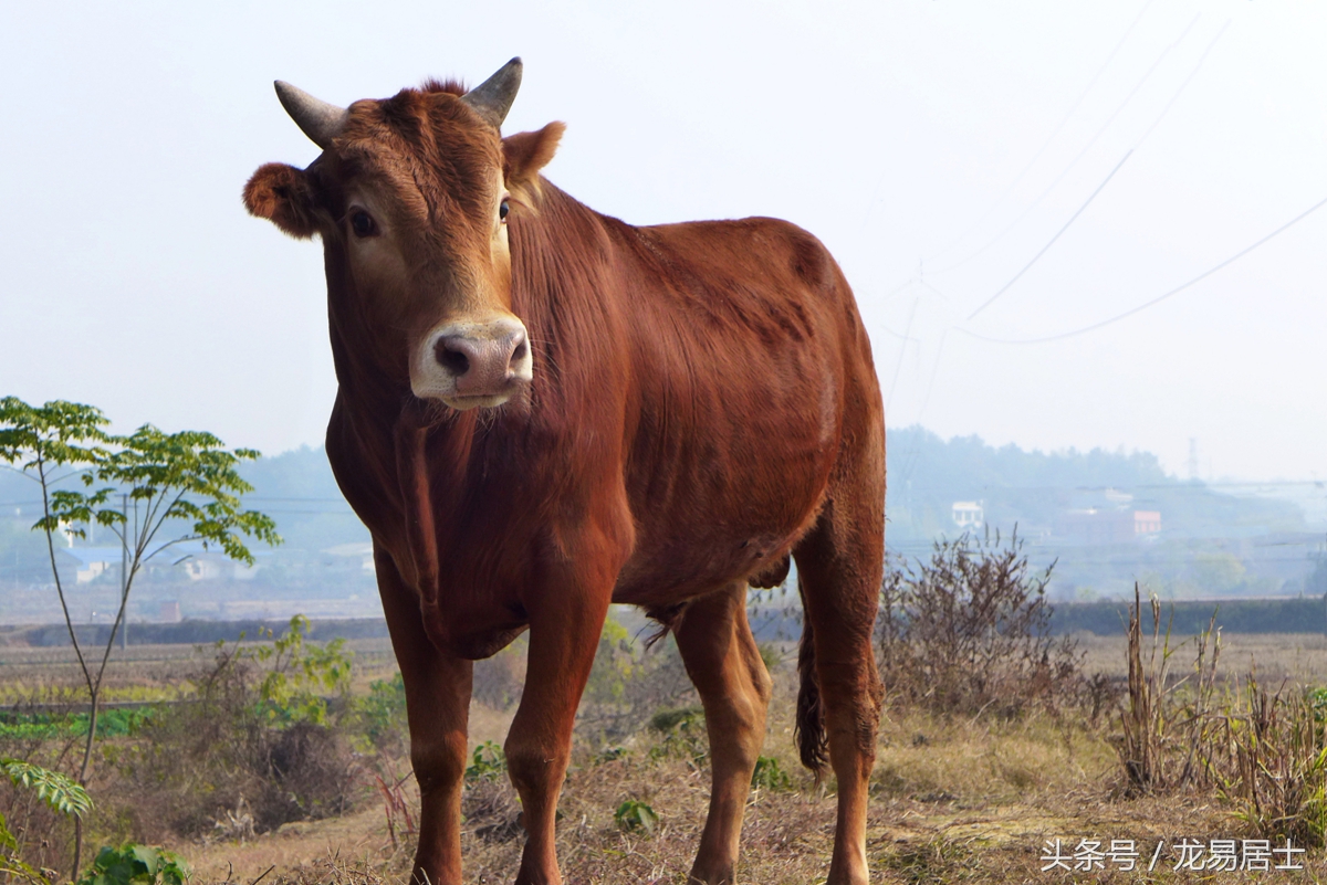 中国的十二生肖现在还有几个,中国的十二生肖都是什么