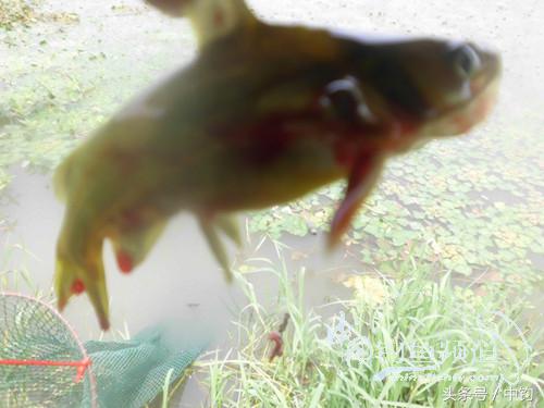 闷热缺氧鱼上浮不开口怎么钓,闷热鱼难钓为什么午时鱼难钓