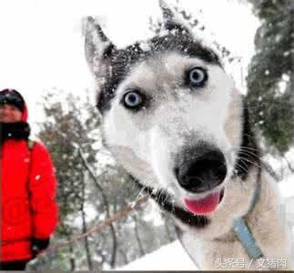 怎么可以看出狗是什么星座的,狗狗的性格代表什么星座