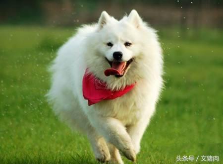 怎么可以看出狗是什么星座的,狗狗的性格代表什么星座