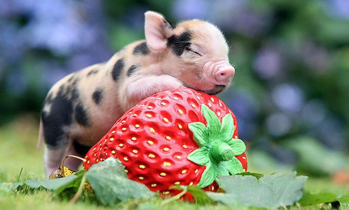 属猪十二星座运势分析,属猪人星座运势