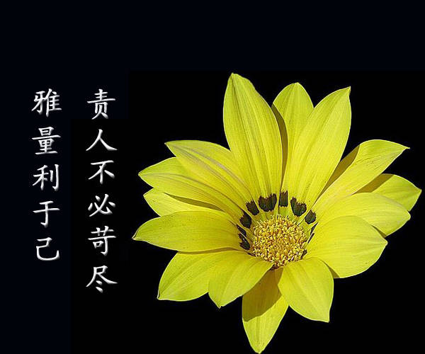 属猪十二星座运势分析,属猪人星座运势