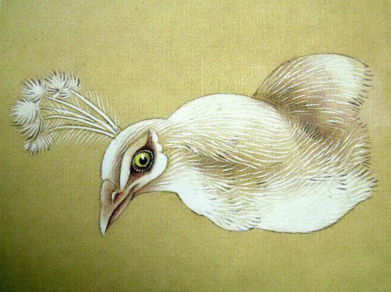 孔雀开屏的图片国画孔雀的画法,国画孔雀的画法图片