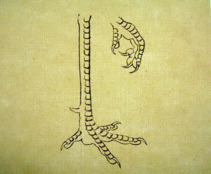 孔雀开屏的图片国画孔雀的画法,国画孔雀的画法图片