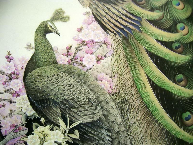 孔雀开屏的图片国画孔雀的画法,国画孔雀的画法图片