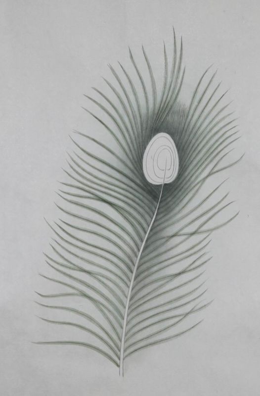 孔雀开屏的图片国画孔雀的画法,国画孔雀的画法图片