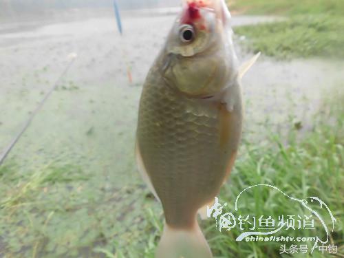 闷热缺氧鱼上浮不开口怎么钓,闷热鱼难钓为什么午时鱼难钓