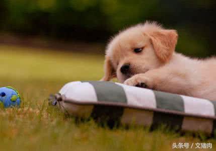 怎么可以看出狗是什么星座的,狗狗的性格代表什么星座