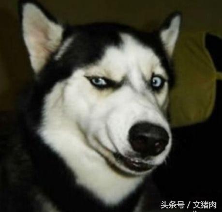 怎么可以看出狗是什么星座的,狗狗的性格代表什么星座