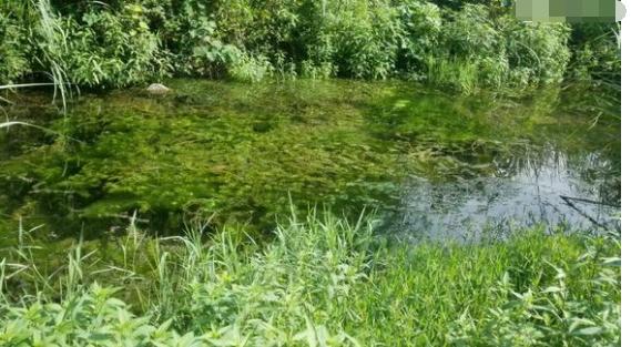 中华草龟与台湾草龟,中华草龟跟草龟有什么区别图