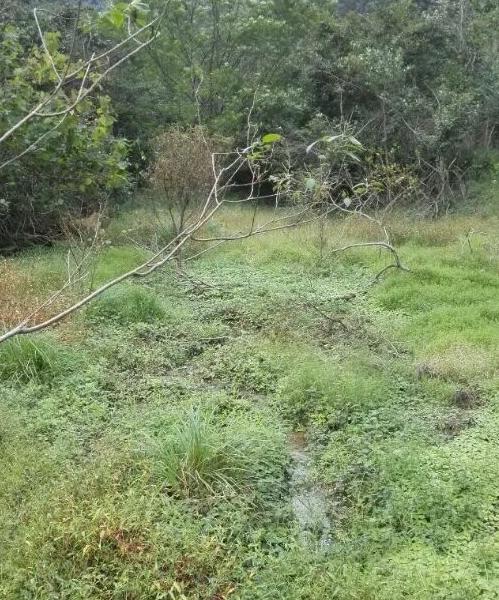 中华草龟与台湾草龟,中华草龟跟草龟有什么区别图