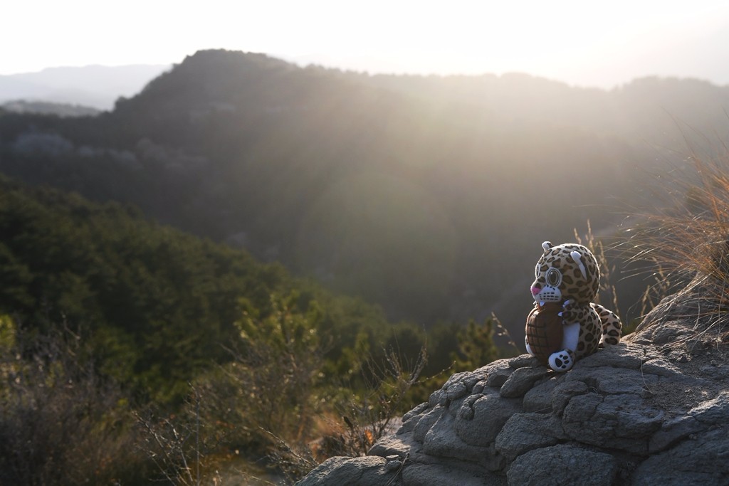 怎么加入猫盟,猫盟百科全书