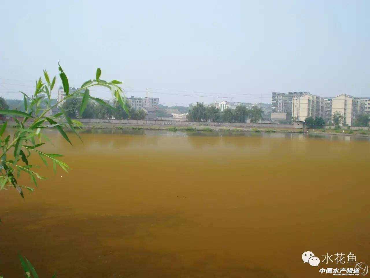 藻类中的各种带颜色的藻,不同藻类水色