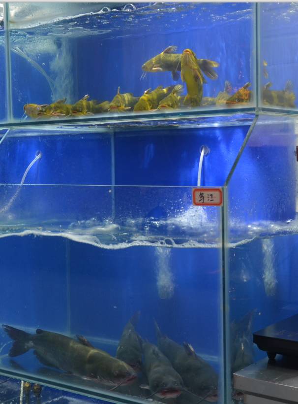 泉水蒸汽石锅鱼套餐,泉水蒸汽石锅鱼顺义