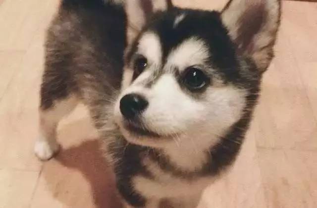 狗和男朋友之间该怎么选,狗子和男朋友选哪个