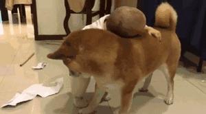 狗和男朋友之间该怎么选,狗子和男朋友选哪个