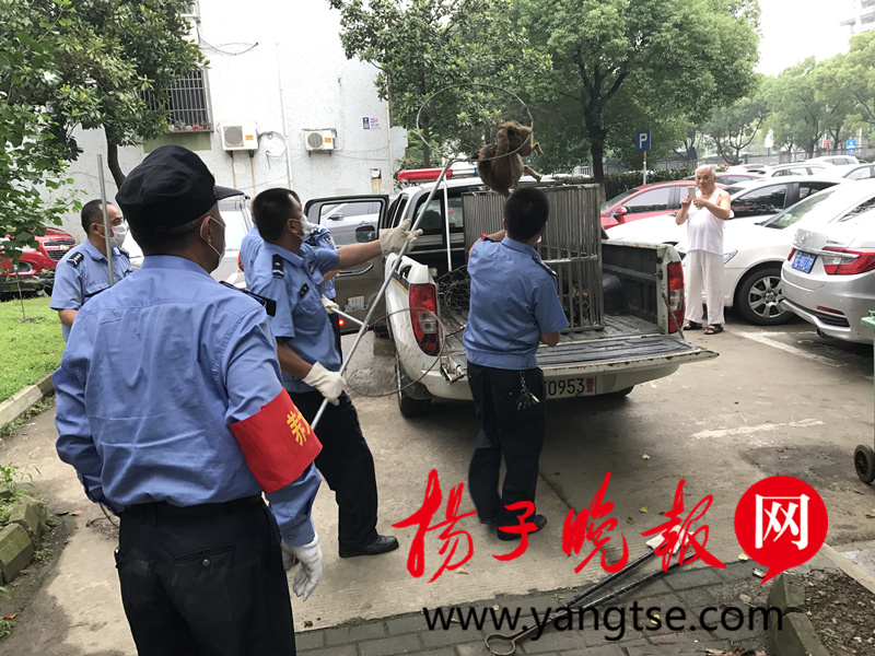 大连老太养二十多条狗扰民,无证养了20多条狗经常半夜扰民