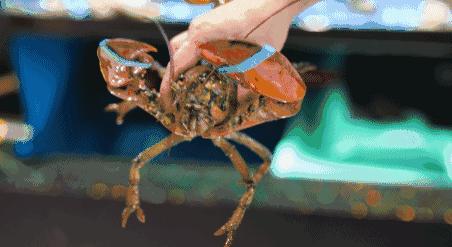 100元吃海鲜自助！不限量！敞开吃！红虾三文鱼象拔蚌银鳕鱼……我要把武林路这家海鲜渔市吃到空！