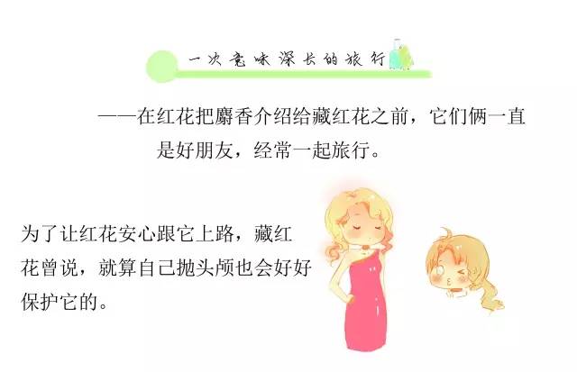 神农本草藏红花,中华本草藏红花