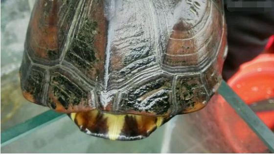 中华草龟与台湾草龟,中华草龟跟草龟有什么区别图