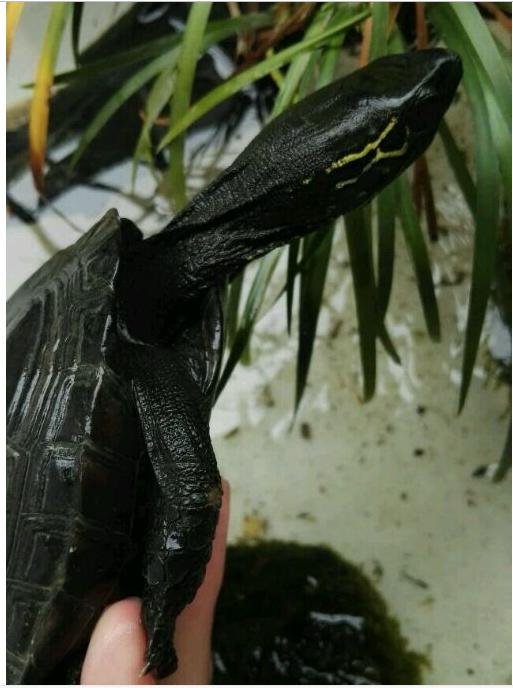 中华草龟与台湾草龟,中华草龟跟草龟有什么区别图