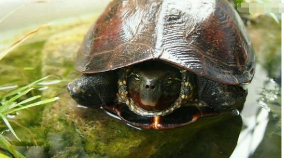 中华草龟与台湾草龟,中华草龟跟草龟有什么区别图