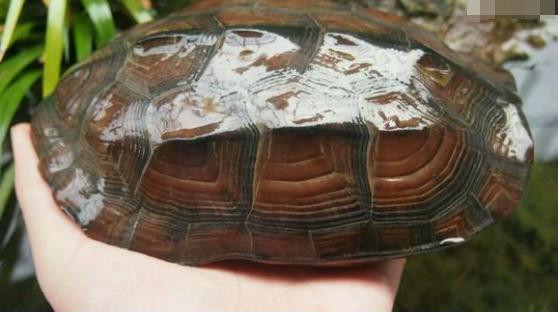 中华草龟与台湾草龟,中华草龟跟草龟有什么区别图