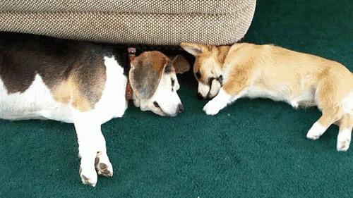 人模狗样和狗模人样的区别,人模人样和人模狗样有区别吗