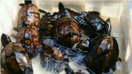 中华草龟与台湾草龟,中华草龟跟草龟有什么区别图