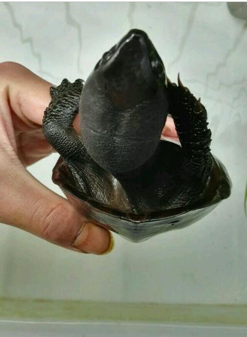 中华草龟与台湾草龟,中华草龟跟草龟有什么区别图