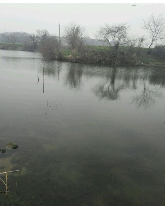 中华草龟与台湾草龟,中华草龟跟草龟有什么区别图