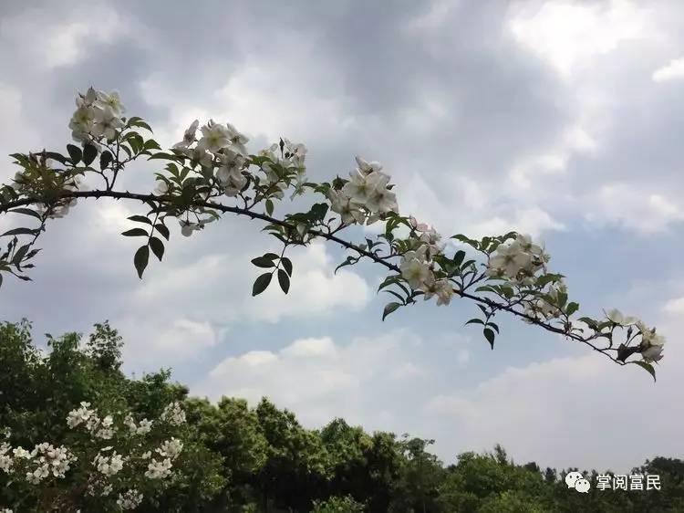 花开花落手机摄影,开到荼蘼花事了在线阅读
