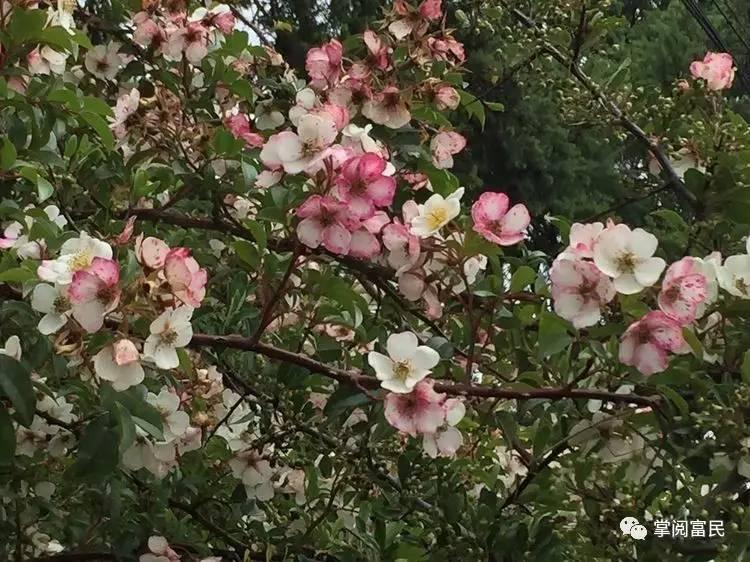 花开花落手机摄影,开到荼蘼花事了在线阅读