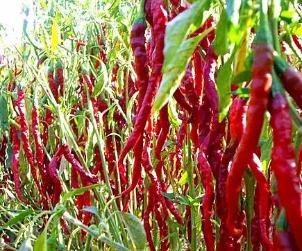 遵义旅游攻略美食特产带走,乐享遵义