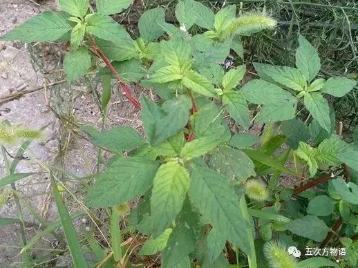 苋菜又叫什么菜长寿菜,灰菜和藜菜