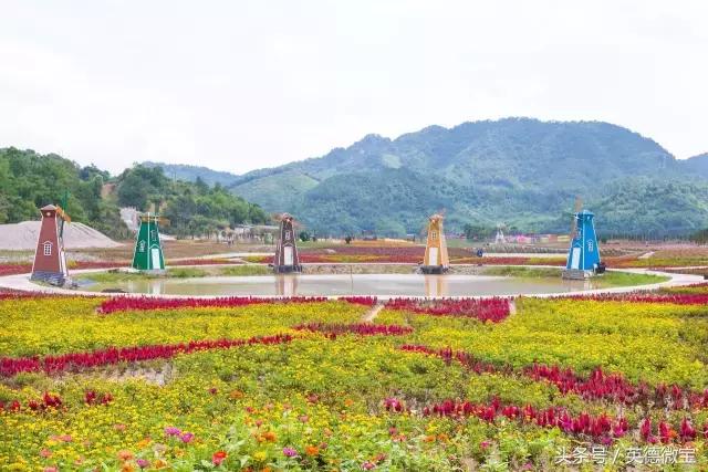 刘家旺普罗旺斯薰衣草花海,法国普罗旺斯薰衣草花海唯美视频